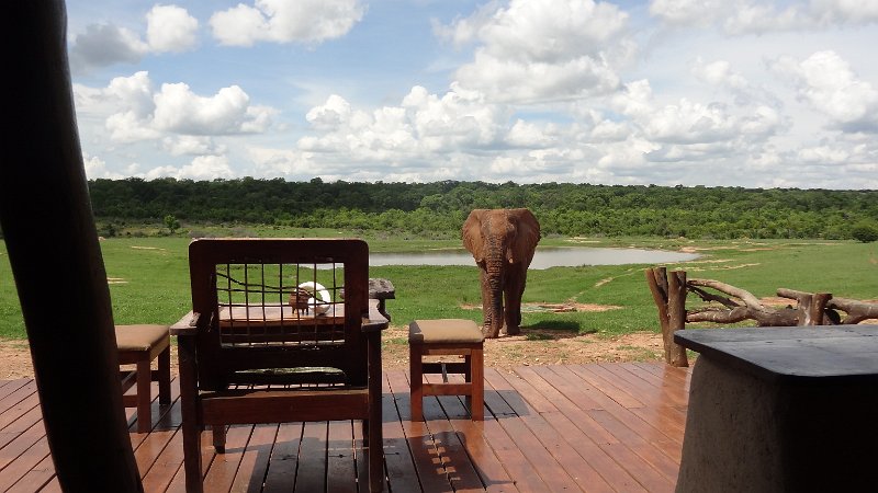 Elefant Hide out Ivory Lodge.jpg